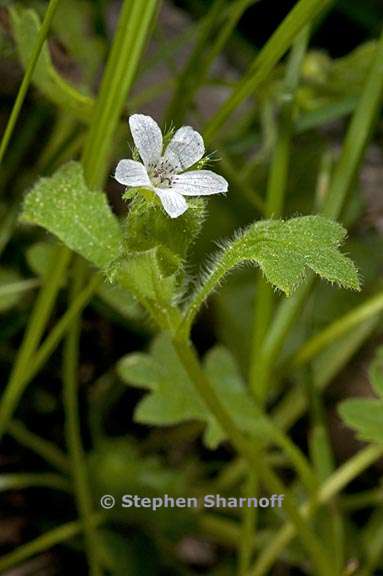 nemophila spatulata 2 graphic